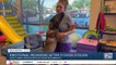 Hugging therapy dog among several found after being stolen for weeks