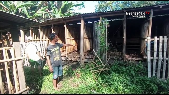 Dalam Semalam 14 Kambing Peternak Blitar Raib Dicuri