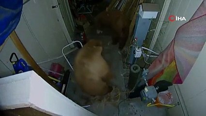 İki ayı, 1 garajı paylaşamadı! İlginç anlar güvenlik kamerasında