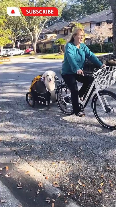Dog Driving | Dog | Dogs Video | Funny Pets | Dog Videos