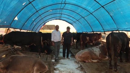 Başkentteki hayvan pazarlarında kurbanlıklar alıcılarını bekliyor