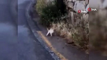 Yılanın kurtulma çabası sonuç vermedi, kediye yem oldu