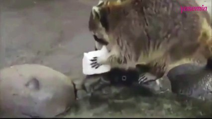 Pamuk şekeri yıkayıp yemeye çalışan bir rakun