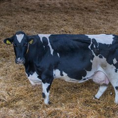 Müssen Landwirte bald für Rülpser von Kühen und Schafen zahlen?
