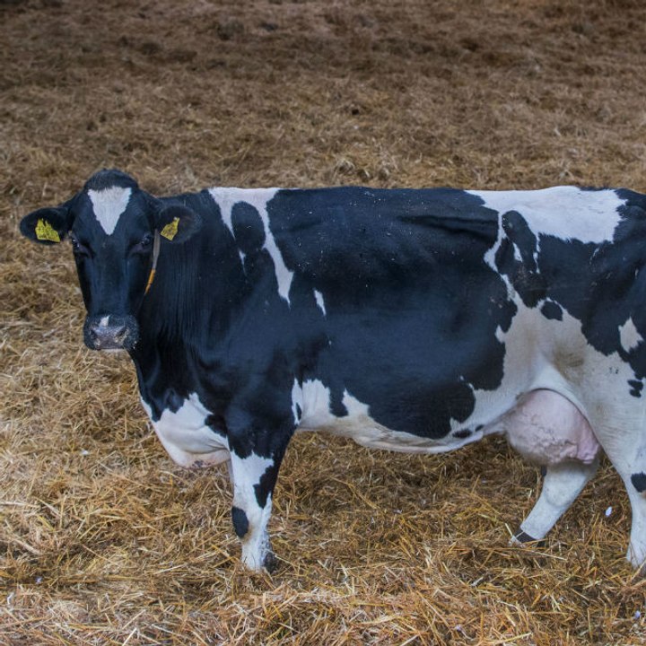 Müssen Landwirte bald für Rülpser von Kühen und Schafen zahlen?