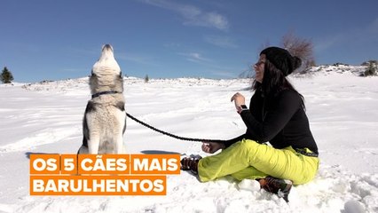 Os cães mais barulhentos