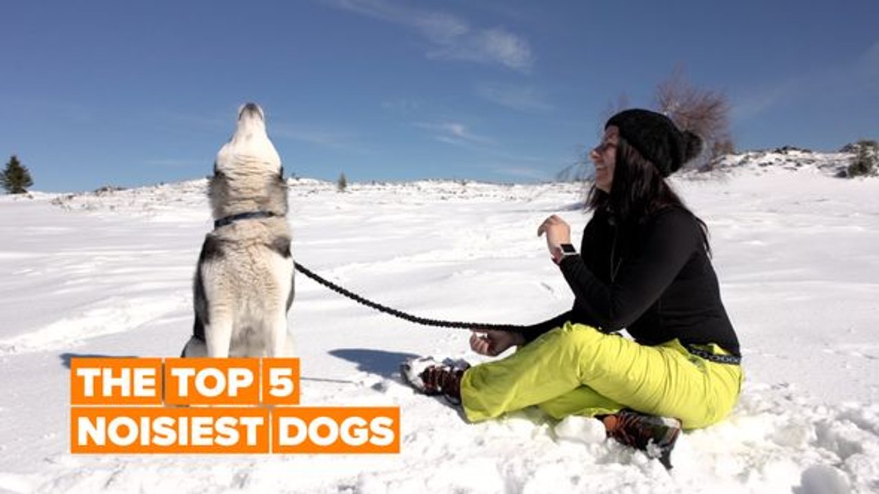 Here are the world’s noisiest dogs