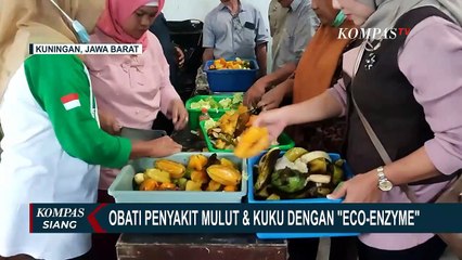 Tải video: Terbuat Dari Kulit Buah & Sayuran, 'Eco-Enzyme' Organik Ini Dukung Progres Kesembuhan PMK Ternak!