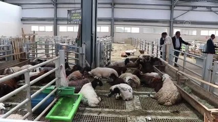 Doğu Anadolu'dan büyükşehirlere kurbanlık sevkiyatı başladı