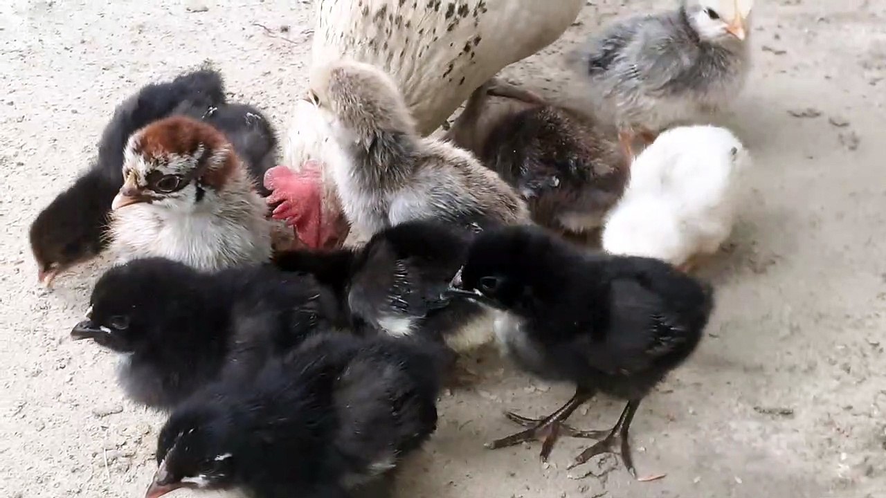 The Cutest Animal Videos You Will Ever See! Backyard Chickens For Beginners
