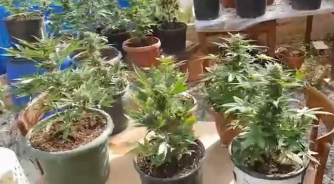 Monte Urano (FM) - Coltiva marijuana nel giardino di casa: arrestato 50enne (23.06.22)