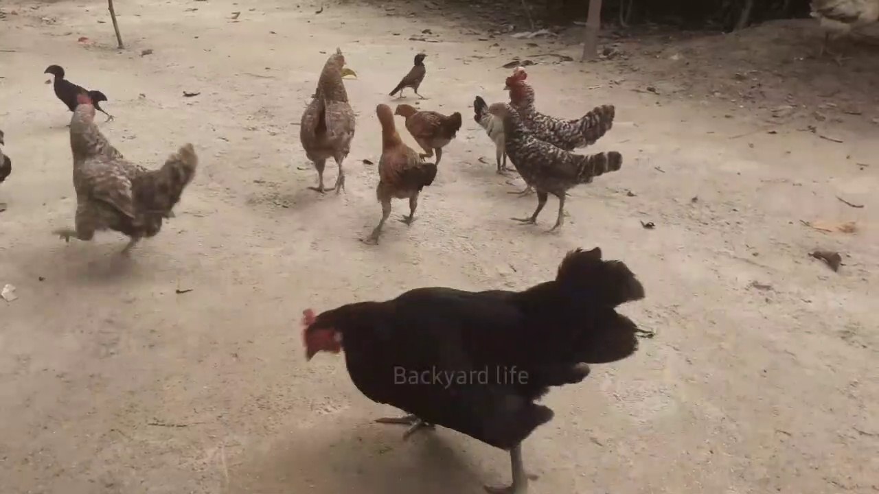 The Cutest Chicken Sounds That Will Make You Smile! backyard chickens 鶏のビデオhühner video für kinder