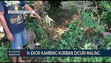 5 Ekor Sapi Mati Karena PMK, Peternak Inginkan Vaksinasi Massal