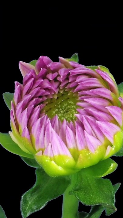 Funky Groovy Dancing Flower #Shorts