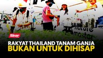 Rakyat Thailand tanam ganja bukan untuk dihisap
