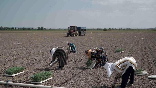 Mustafakemalpaşa'da 280 bin ton salçalık domates ekimi başladı