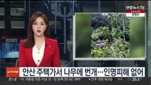 안산 주택가서 나무에 번개…인명피해 없어