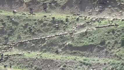 Berivanlar yaylalardaki hayvanları sağmak için kilometrelerce yol katediyor