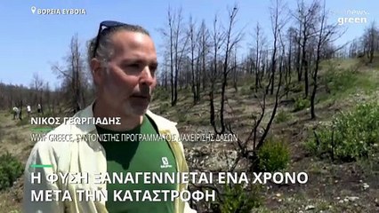 Βόρεια Εύβοια: Η φύση αναγεννιέται από τις στάχτες - Πράσινο μέσα στα καμμένα