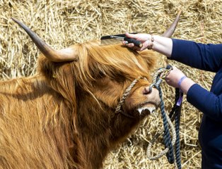Royal Highland Show celebrates 200 years this weekend
