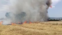 Son dakika haberi! Buğday tarlasında yangın: 40 dönüm buğday tarlası kül oldu