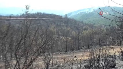 Yeşil örtü siyaha büründü... Yangına havadan ve karadan müdahale sürüyor