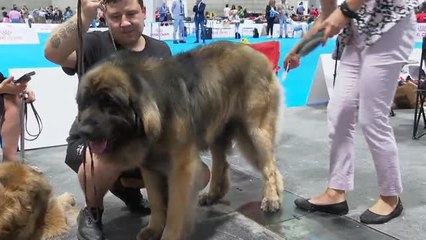 Madrid acoge la mayor exhibición canina del mundo