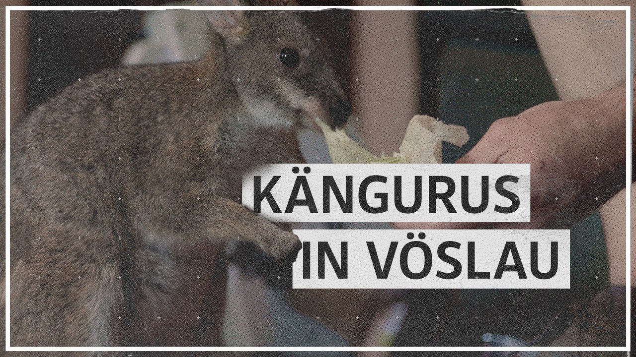 Bad Vöslau: Ein Känguru im Katzenkorb