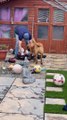 Labrador Sneakily Steals Dad's Hat