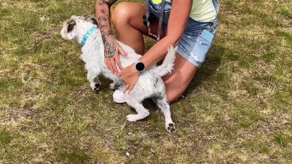 National Bring your Dog to Work Day: How much do you love your four-legged friend?