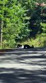 Three Bear Cubs Play on Road With Mom Nearby