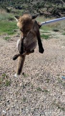 Bilecik'te beslenerek büyütülen yavru tilki doğal ortamına salındı