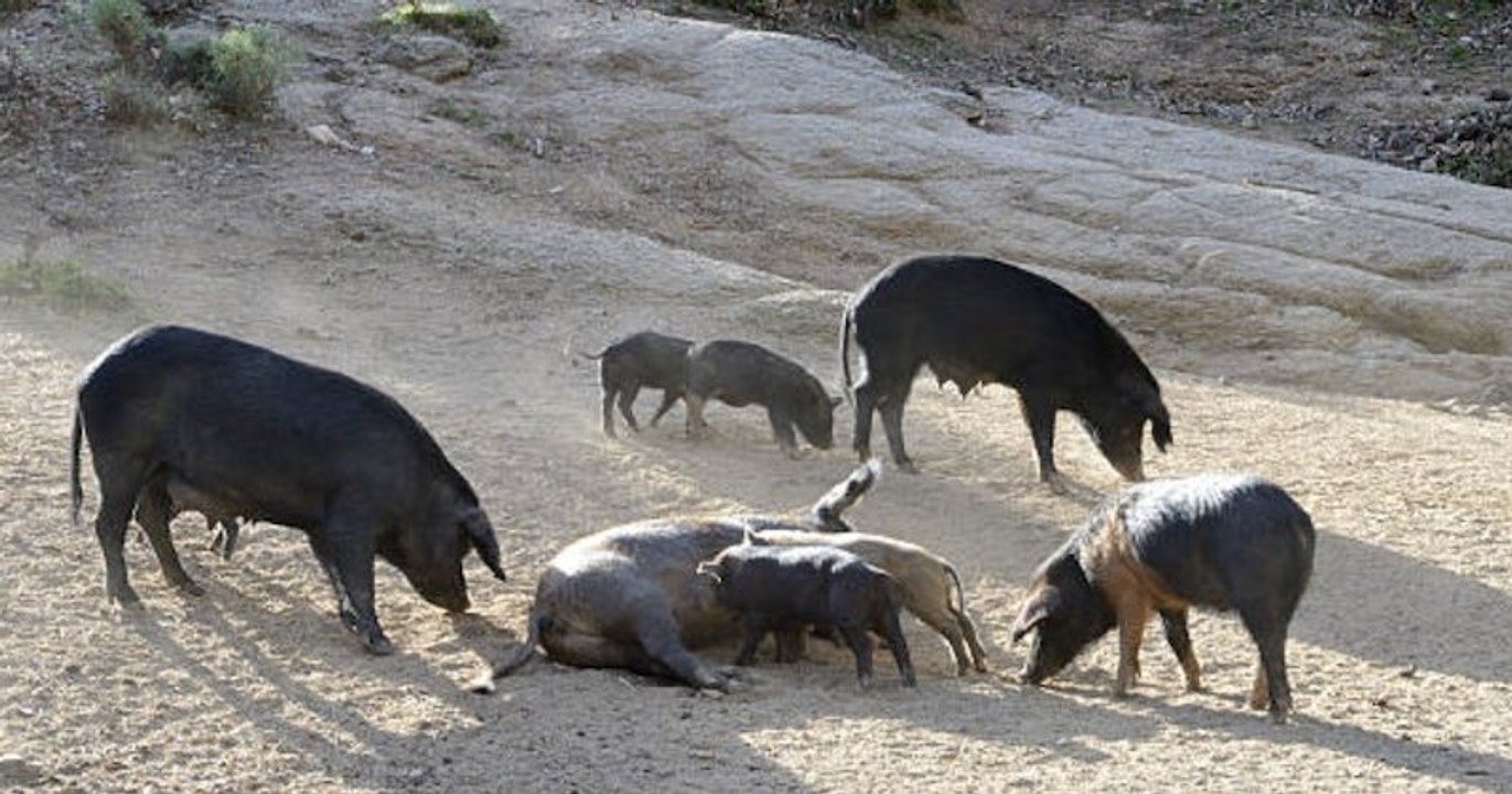 Deux randonneurs attaqués par des cochons sauvages en Corse, leur chihuahua se fait dévorer vivant