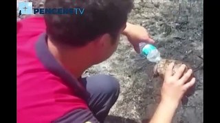 Yürekleri Isıttı: İtfaiyecilerden Kaplumbağaya Can Suyu