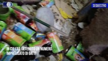 Catania, salvati 5 gatti abbandonati in una casa