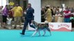 Sniff Summit: Thousands of Dogs Descend on Madrid For World Dog Show