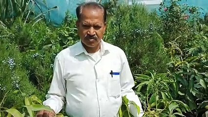 राष्ट्रपति भवन के मुगल गार्डन की शान बने 'सदाबहार'