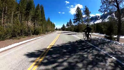 Biking Past a Large Bison Herd in Yellowstone