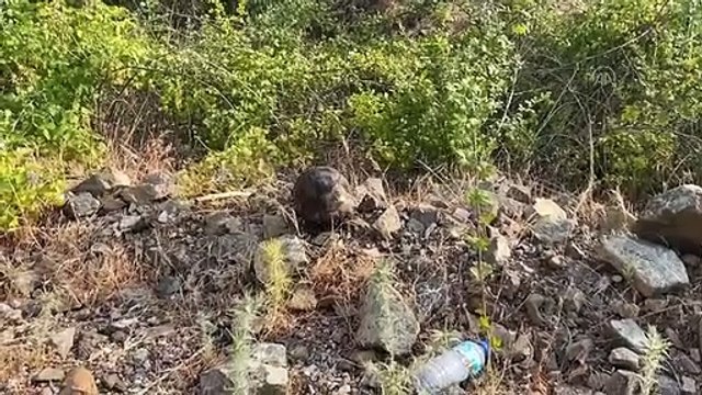 Marmaris'teki yangından kaçan kaplumbağaya hayvanseverler su verdi