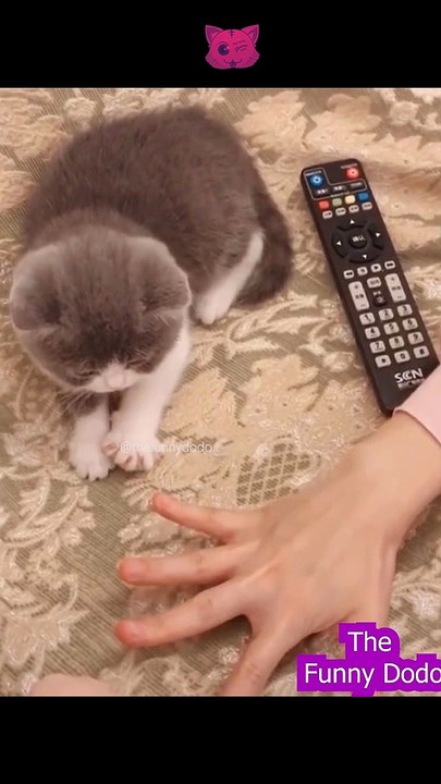 funniest animal 2022 #shorts #shortvideo #animalshorts #cat #dog #funnyanimals