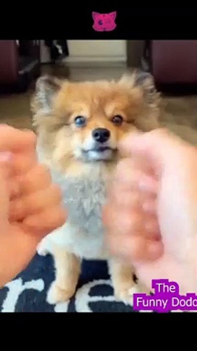 Try not to laugh | Funny animal video 2022 #shorts #cat #dog