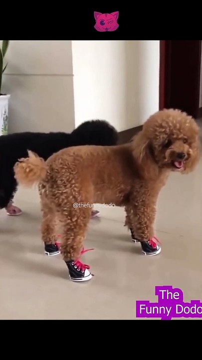 Try not to laugh | Funny animal video 2022 #shorts #cat #dog