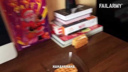 Funny Cat Fails   Funny Cat Compilation - FailArmy