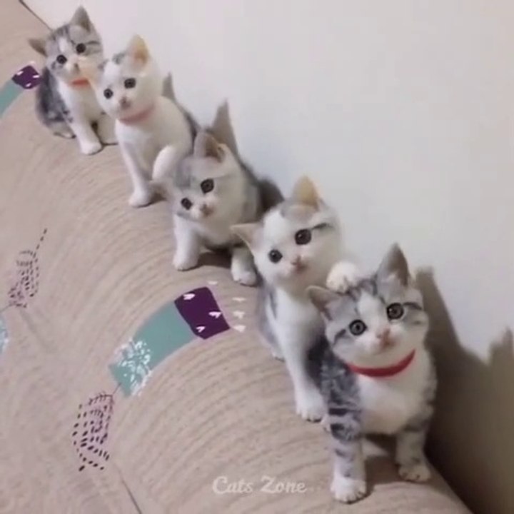 Cute cat