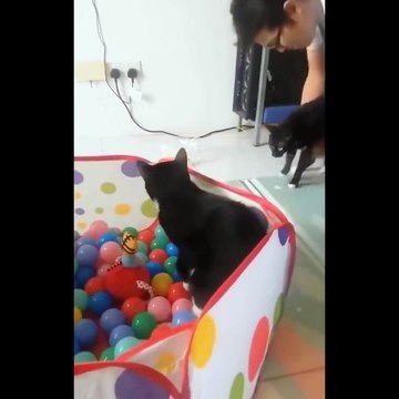 Funniest Cats - Don't try to hold back Laughter - Funny Cats Life #7