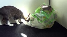 Funny Little Cat Plays with Plastic Bag