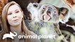 Bindi comienza a cuidar las crías de koalas en el zoológico| Los Irwin: Robert al rescate | Animal Planet