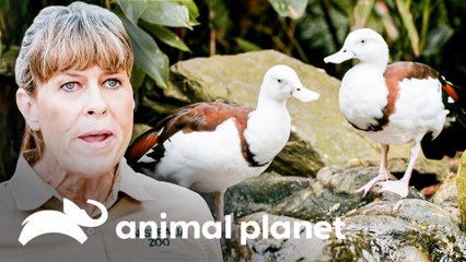 Reforma do grande viveiro de aves no zoológico da Austrália | A Família Irwin | Animal Planet Brasil