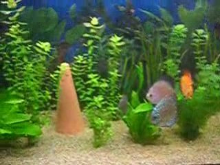 mes discus