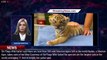 Six Flags Wild Safari announces birth of 5 Siberian tiger cubs - 1breakingnews.com